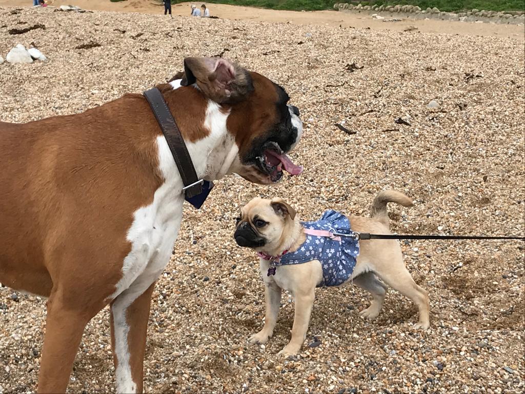 Lola and the pug